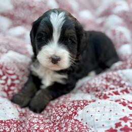 Jessie- purple collar - Tri-color female Bernedoodle puppy in Colorado Springs, Colorado from Mercy Mountain Bernedoodles