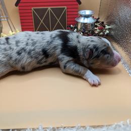 Australian Shepherd Puppies from Firelight Australian Shepherds
