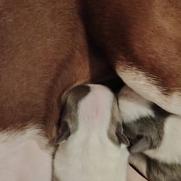 Girl 3 - Boston Terrier puppy in Superior, Arizona from BostonTerriersAZ