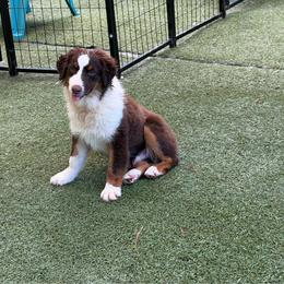 Dugan - Red tri-color male Miniature American Shepherd puppy in Garysburg, North Carolina from Schaefer's Miniature American Shepherds