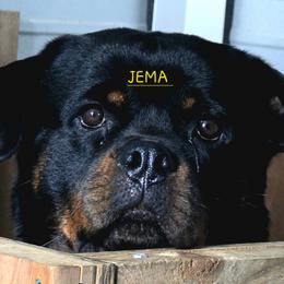 Girl 2 - Black and mahogany female Rottweiler puppy in Live Oak, Florida from K&R RANCH KENNELS
