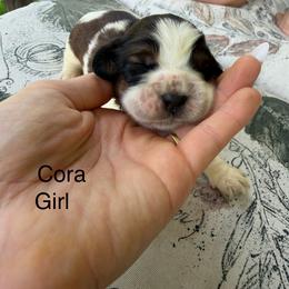 Cora - Liver white and tan female English Springer Spaniel puppy in Waynesburg, Pennsylvania from Krysak’s Springer Spaniels