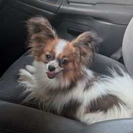 Papillon All Grown Up from Classy Country Papillons