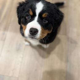 Bernese Mountain Dog Puppies from Purple Sage Puppies Bernese Mountain Dogs