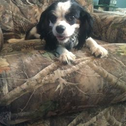 Cookie - Cavalier King Charles Spaniel