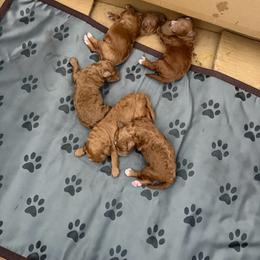 Boy 1 - Red male Labradoodle puppy in Shingle Springs, California from California Double Doodles