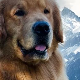 Golden Retrievers from King's Golden Retrievers