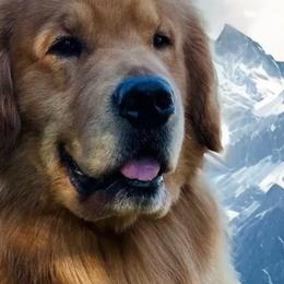 Golden Retrievers from King's Golden Retrievers