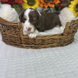 Bliss - Tri-color female Bernedoodle puppy in Lehigh Acres, Florida from Little Golden Farm