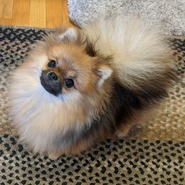Pomeranians from Edencroft Pomeranians