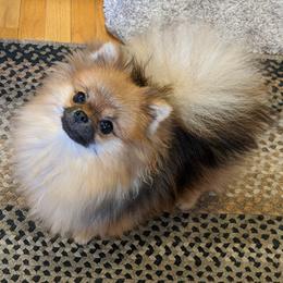 Pomeranians from Edencroft Pomeranians