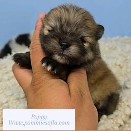 Poppy - Orange sable male Pomeranian puppy in Los Angeles, California from Pommies of LA