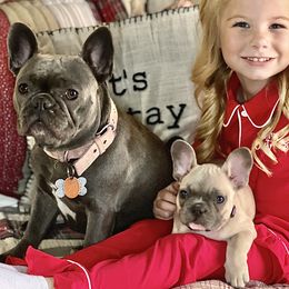 French Bulldogs from The Kings Ransom French Bulldogs