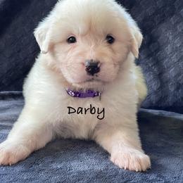 Darby - White female Great Pyrenees puppy in Murfreesboro, Tennessee from Storybook Tails Farm