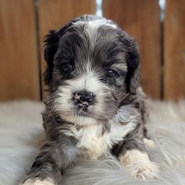 Ian - Merle male Cockapoo puppy in Salt Lake City, Utah from Utah Cocker Spaniels