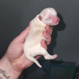 Enzo - Cream and white male Chihuahua puppy in Ashtabula, Ohio from Paw's & Awe's Chihuahuas