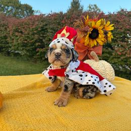 Grace - Blue tri-color female Bulldog puppy in Hopkins, Missouri from Mowry Creek Mini Aussiedoodles and More