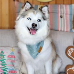 Amelia - Pomsky