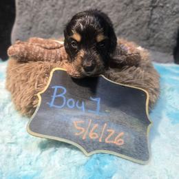 Gillian - Black and tan male Dachshund puppy in Bigfork, Minnesota from Long Ears and Long Dogs Ranch