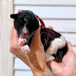 Maroon - Tri-color male Bernedoodle puppy in Rockwall, Texas from Glory Doodles