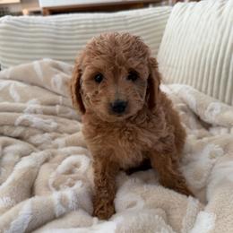 Silk - Cream female Goldendoodle puppy in Payson, Utah from Country Sky Doodles