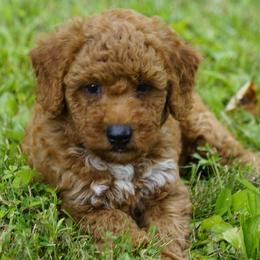 Timmy - Red  male Goldendoodle puppy in Augusta, West Virginia from Creation Goldedoodles