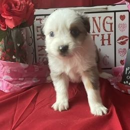 Miniature Australian Shepherd and Toy Australian Shepherd Puppies from Autumn & Colt’s Aussies