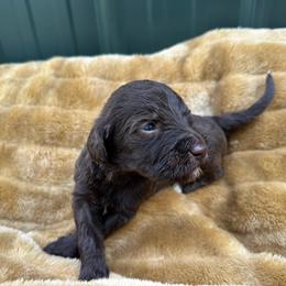 Mocha - Chocolate male Labradoodle puppy in Batesville, Arkansas from Morris Farmyard