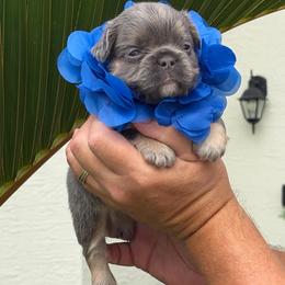 Danny - Tricolors male French Bulldog puppy in Palm Coast, Florida from Calypso Island French Bulldogs
