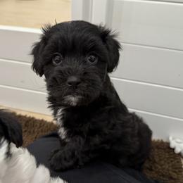 Bernedoodle, Cavapoo, Havanese, and Havapoo Puppies from Lady Paws Puppies - Cassie