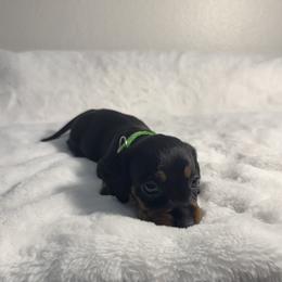 Green - Black and tan male Dachshund puppy in Odessa, Texas from K9 Royal Club