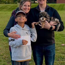 Bernedoodle and Goldendoodle Puppies from BrookeMarie’s Goldendoodle Love