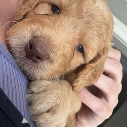 Carter - Apricot male Goldendoodle puppy in De Land, Florida from Rezapour Doodle Estate