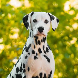 Sun Tzu - Dalmatian