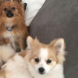 Pomeranians from Precious Poms