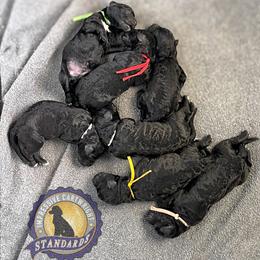 Boy 2 - male Poodle puppy in Albany, Kentucky from Impressive Cartwright Standards