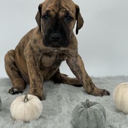 Jersey - Brindle female Great Dane puppy in Michigan from Ohana Great Danes of Michigan