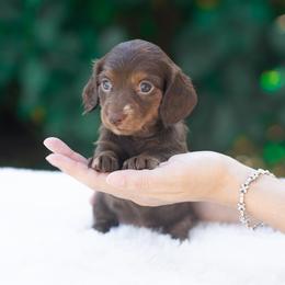 Bambi - Chocolate and tan female Dachshund puppy in Fort Myers, Florida from Blossom Paws