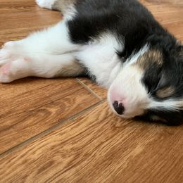 Australian Shepherd Puppies from Sunshine State Australian Shepherds