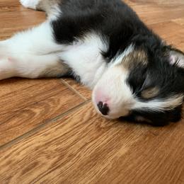 Australian Shepherd Puppies from Sunshine State Australian Shepherds