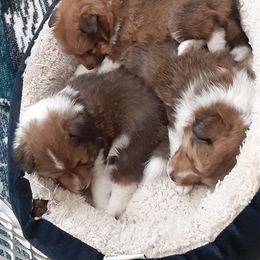 Shetland Sheepdog Puppies from Splendor Shelties