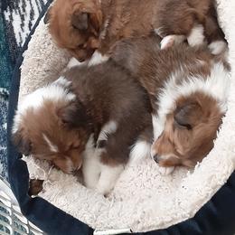 Shetland Sheepdog Puppies from Splendor Shelties