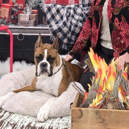 Boxer Puppies from Elevated Boxers