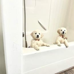 Golden Retriever Puppies from Golden Retrievers by Tiffany Ruthy