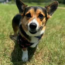 Knox - Pembroke Welsh Corgi