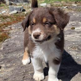 Morgan Girl 6 - Red tri-color female Australian Shepherd puppy in Solon, Maine from Mountain Range Australian Shepherds
