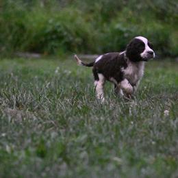 Molly - Liver and white female English Springer Spaniel puppy in Huntingdon, Pennsylvania from Leila Ferrucci