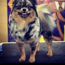 Stormy - Pomeranian