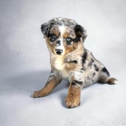 Dolly Baldwin - Blue merle female Australian Shepherd puppy in Statesville, North Carolina from Charming Australian Shepherds