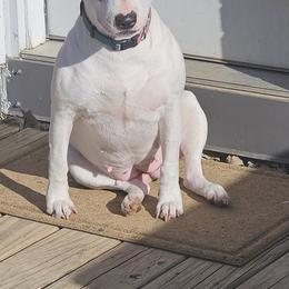 Astrid - White and black brindle female Bull Terrier puppy in Beech Bluff, Tennessee from Forever Young Bull Terriers